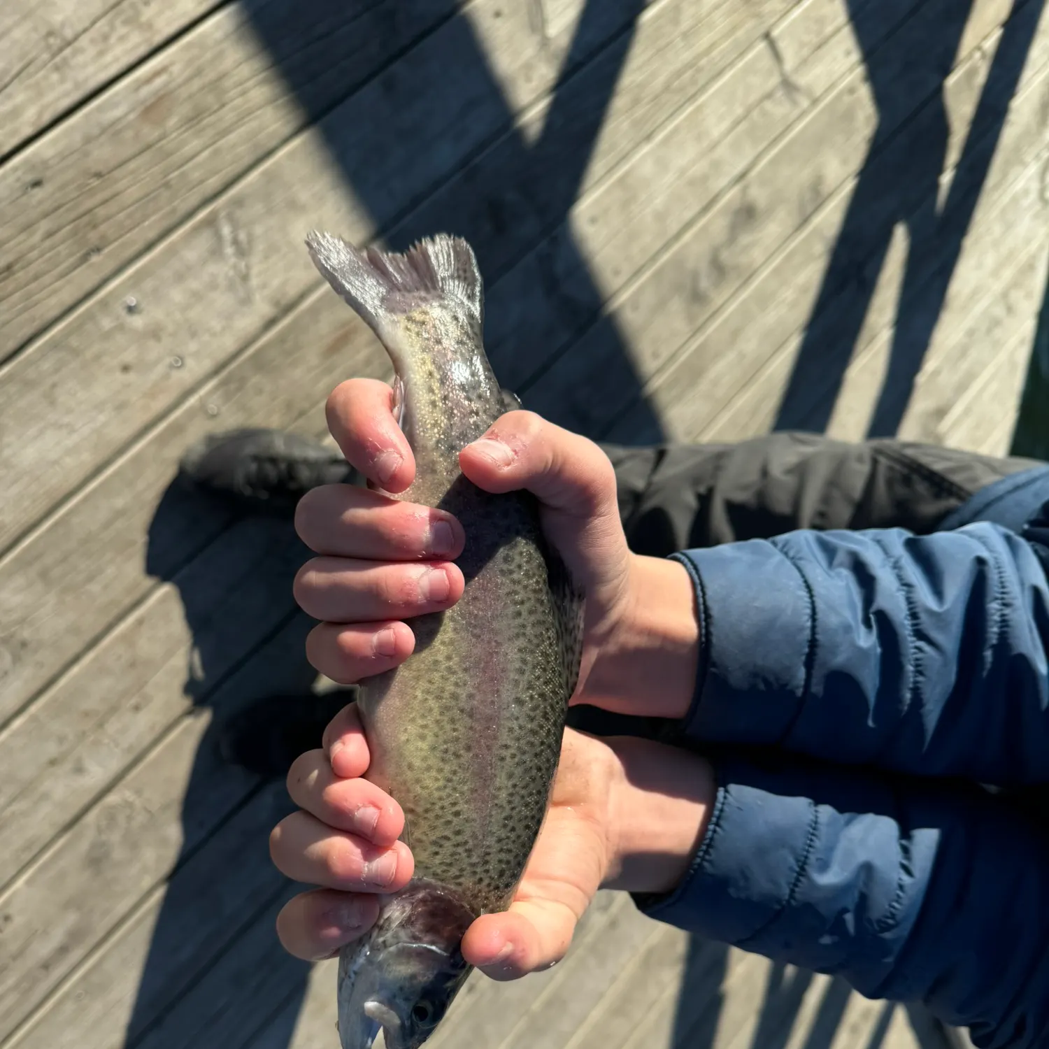 The most recent Rainbow trout catches on Fishbrain