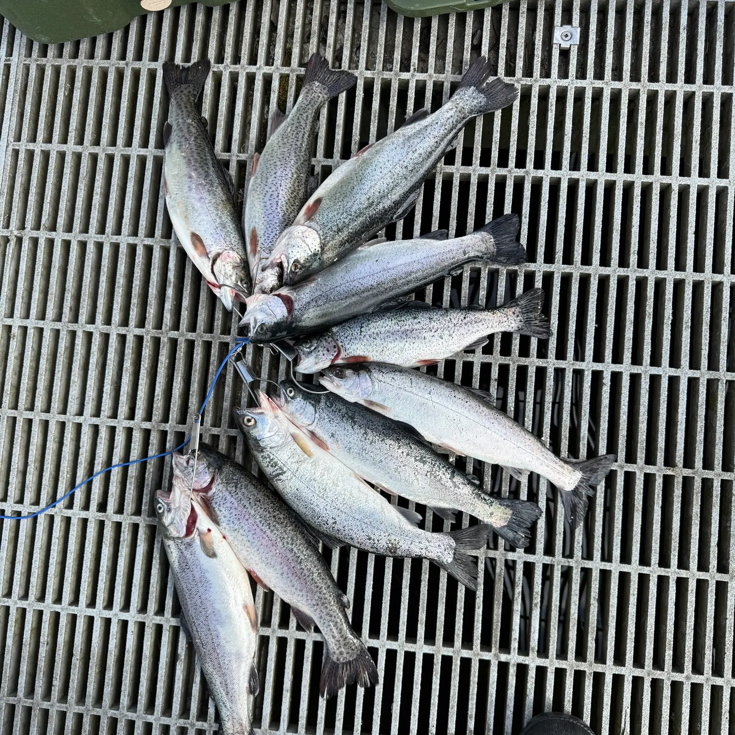 recently logged catches