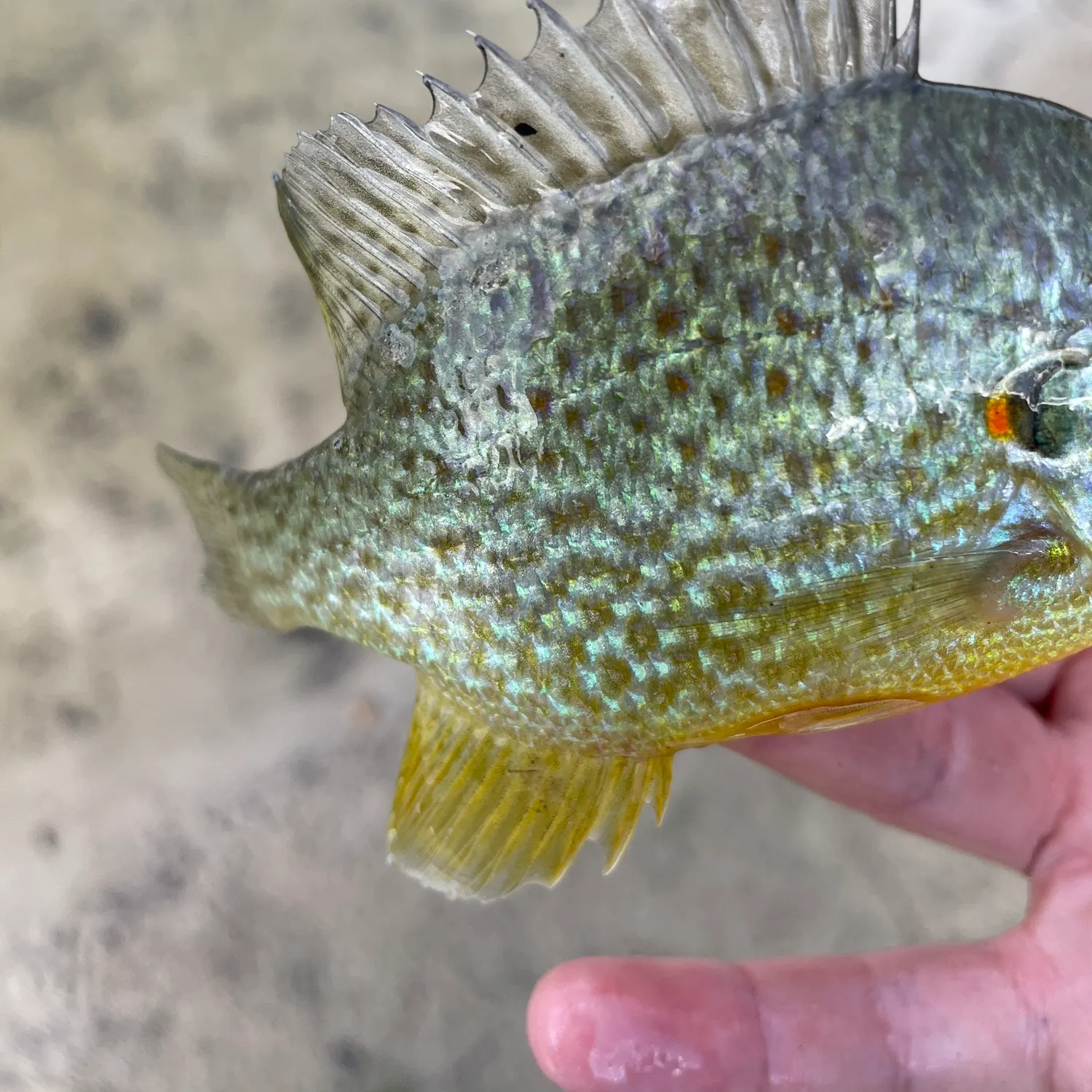 Fish caught on Fishbrain