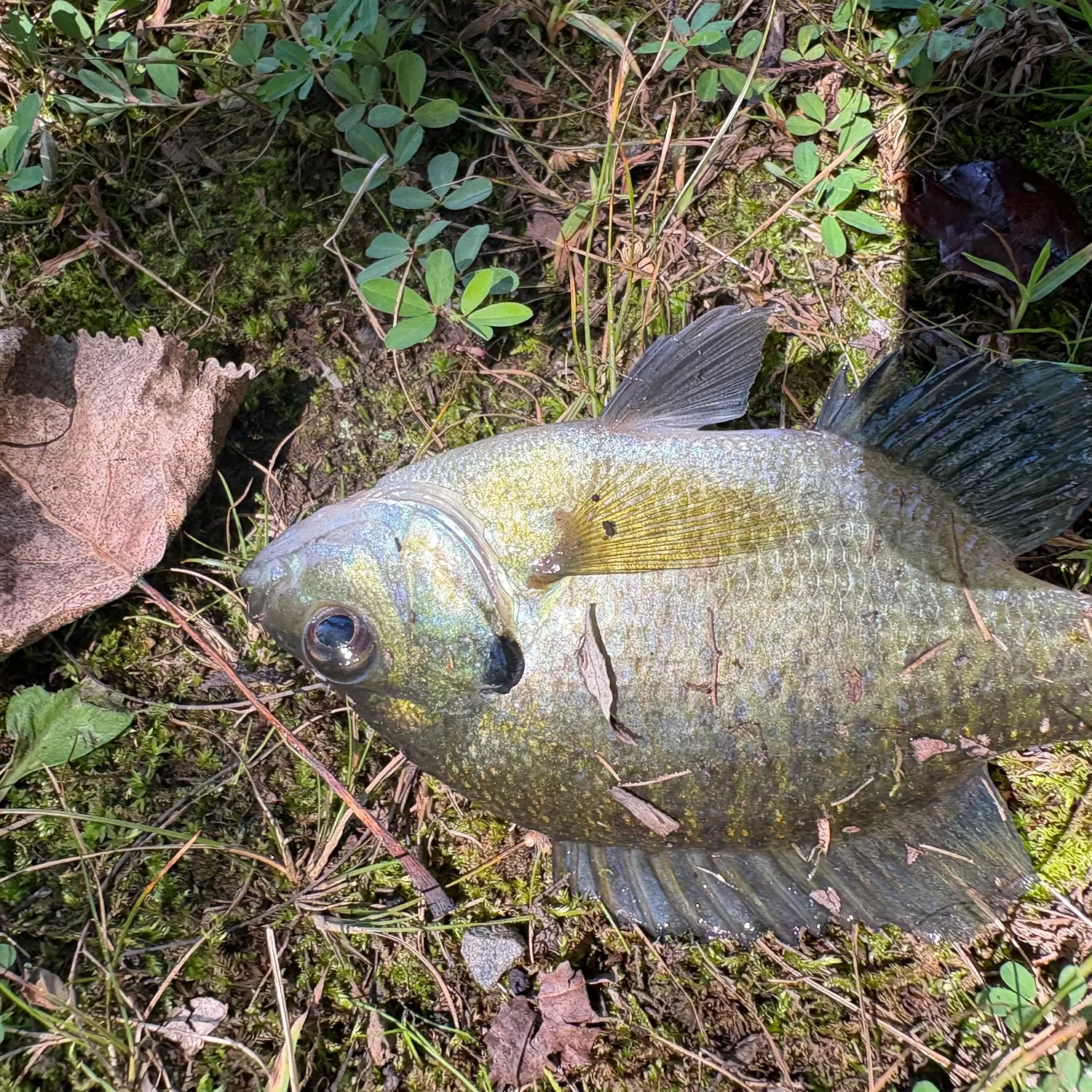 Bluegill caught on Fishbrain