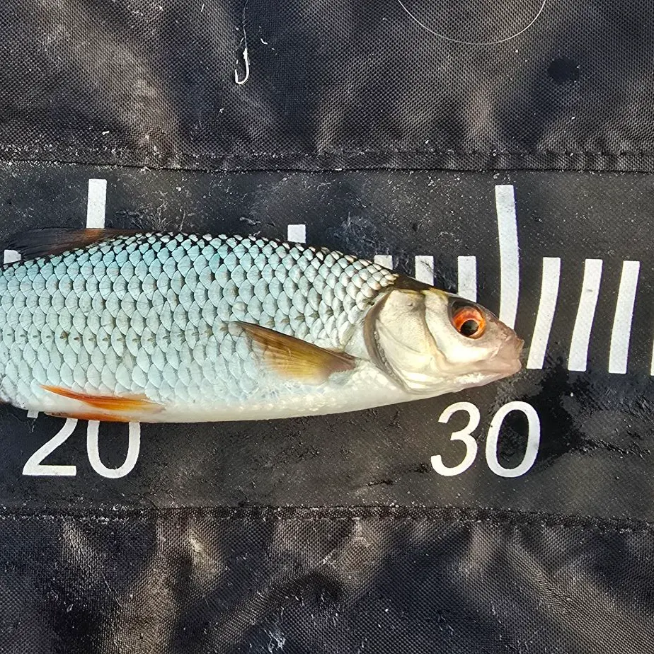The most recent Common roach catches on Fishbrain