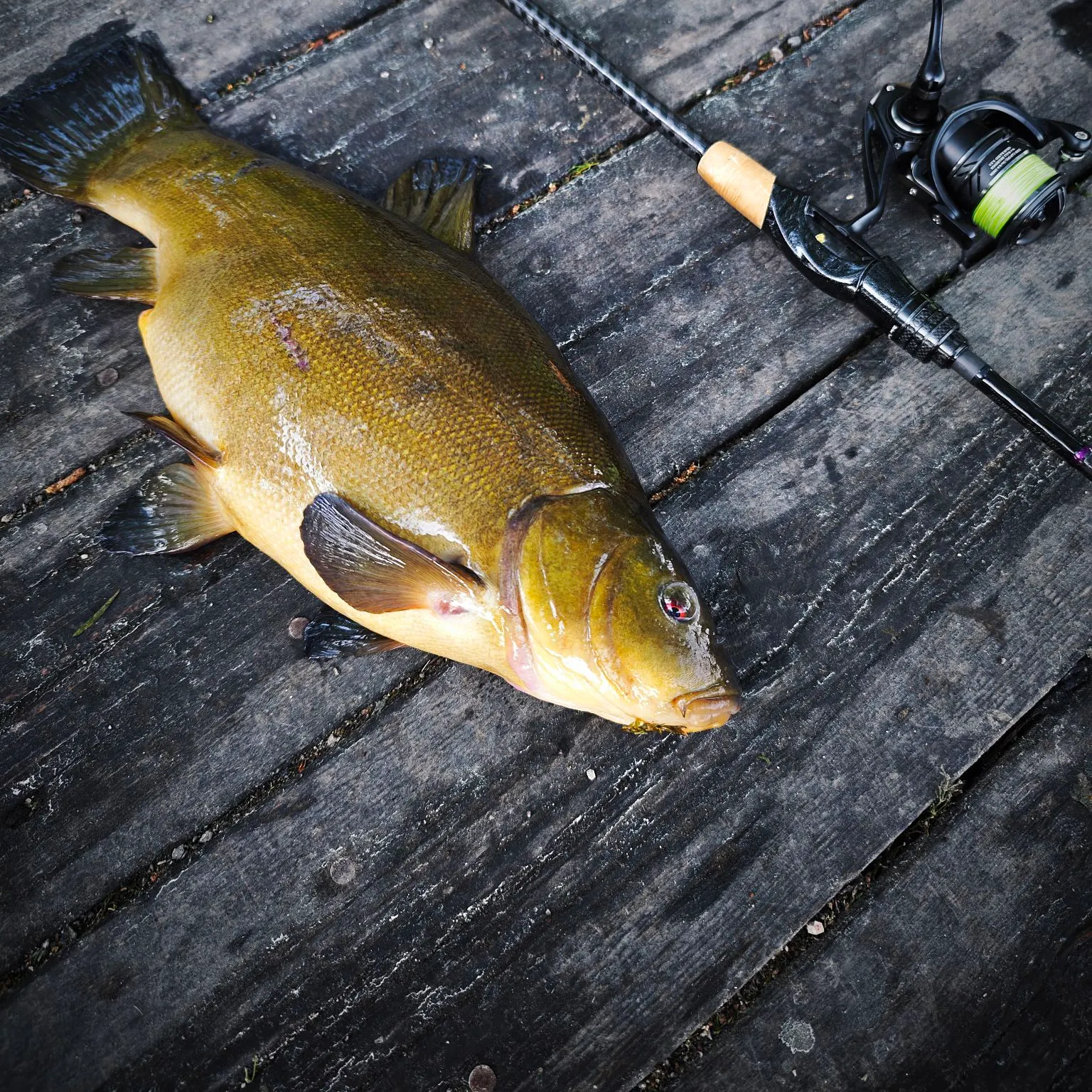The most recent Tench catches on Fishbrain