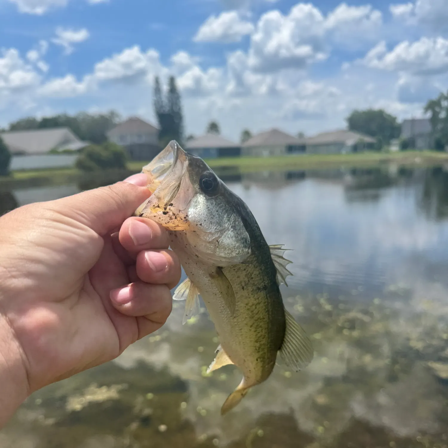 The most recent Spotted bass catches on Fishbrain