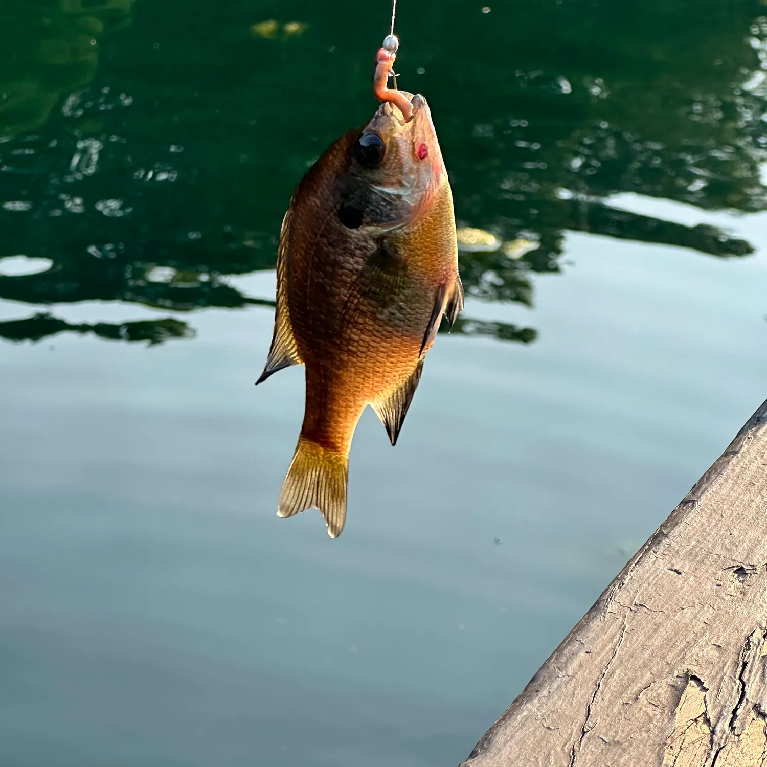 Bluegill caught on Fishbrain
