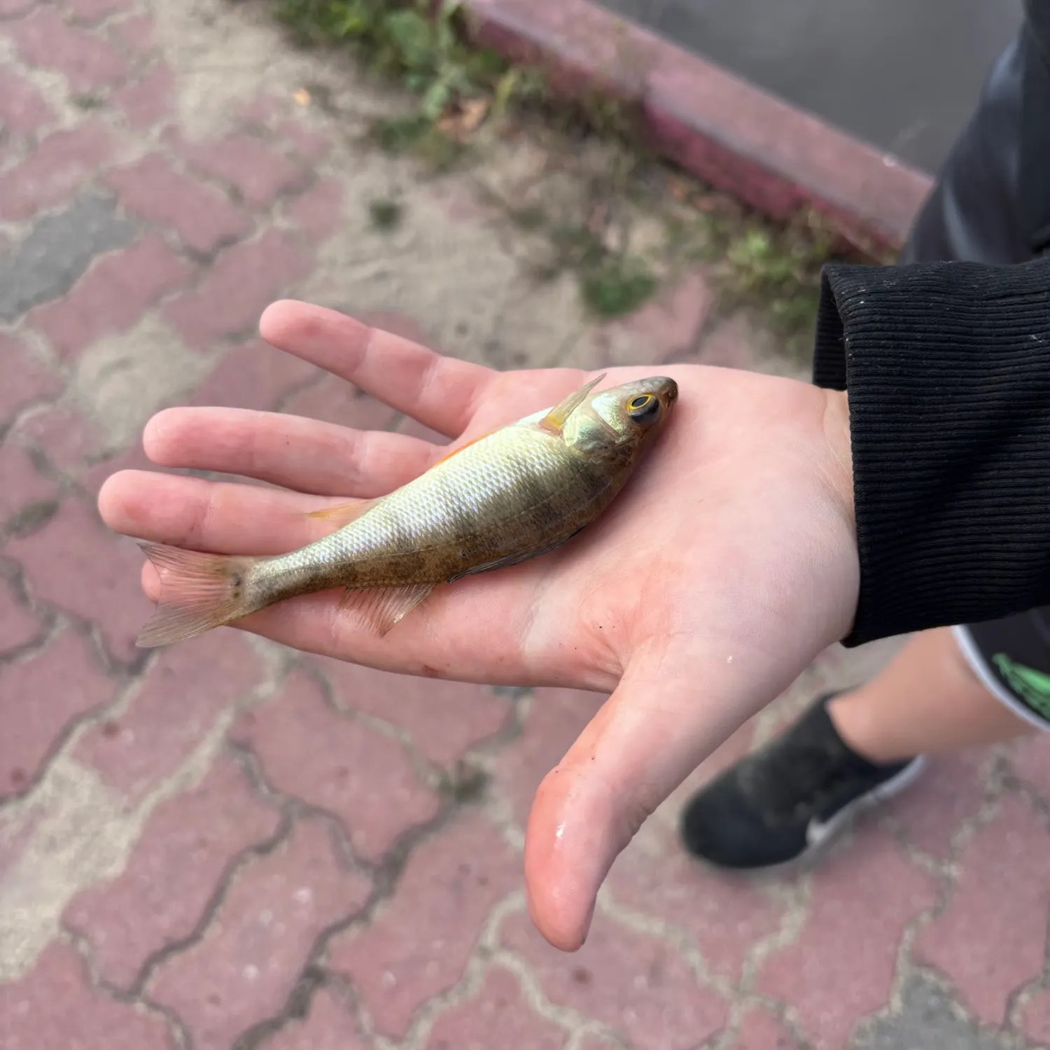 Yellow perch caught on Fishbrain