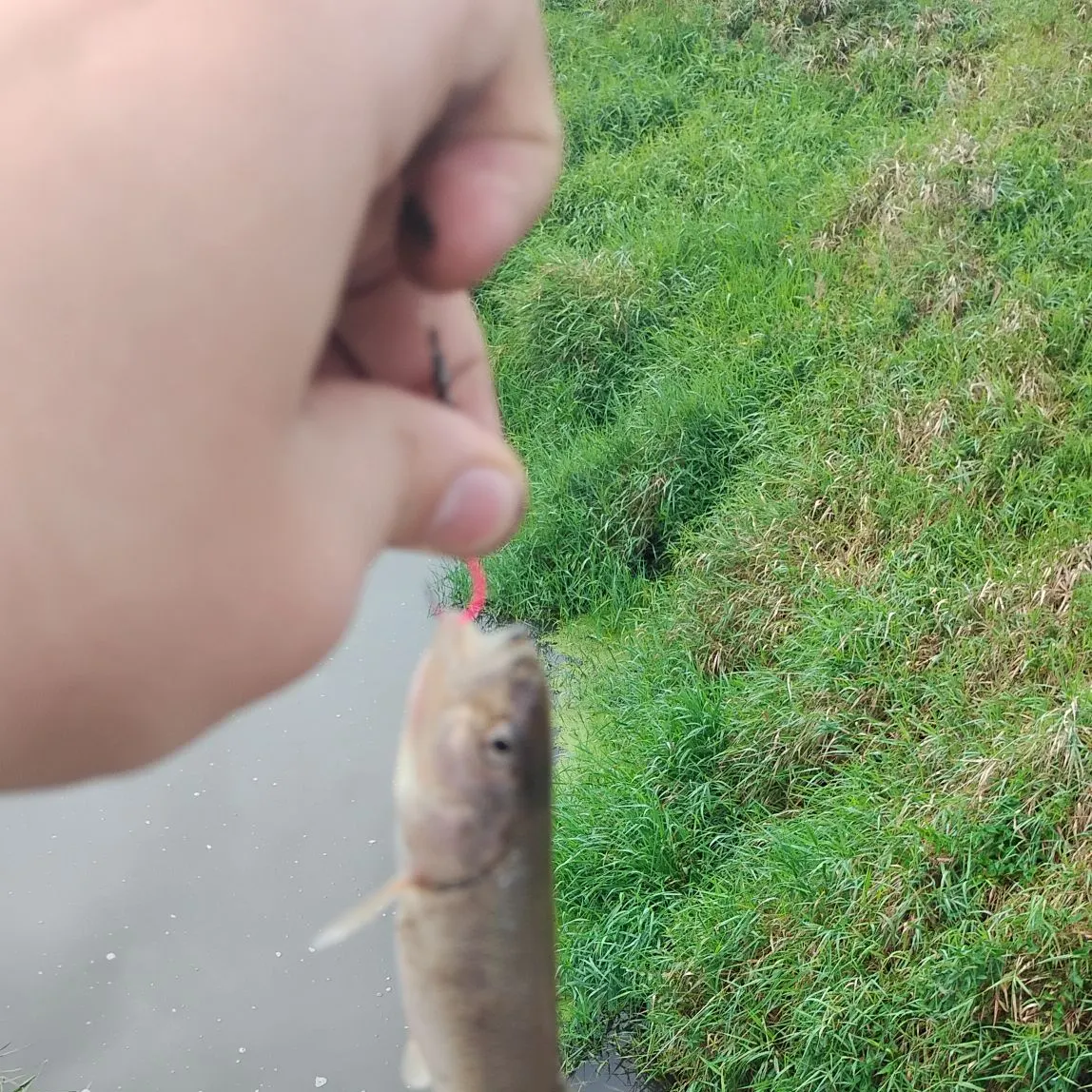 Creek chub caught on Fishbrain