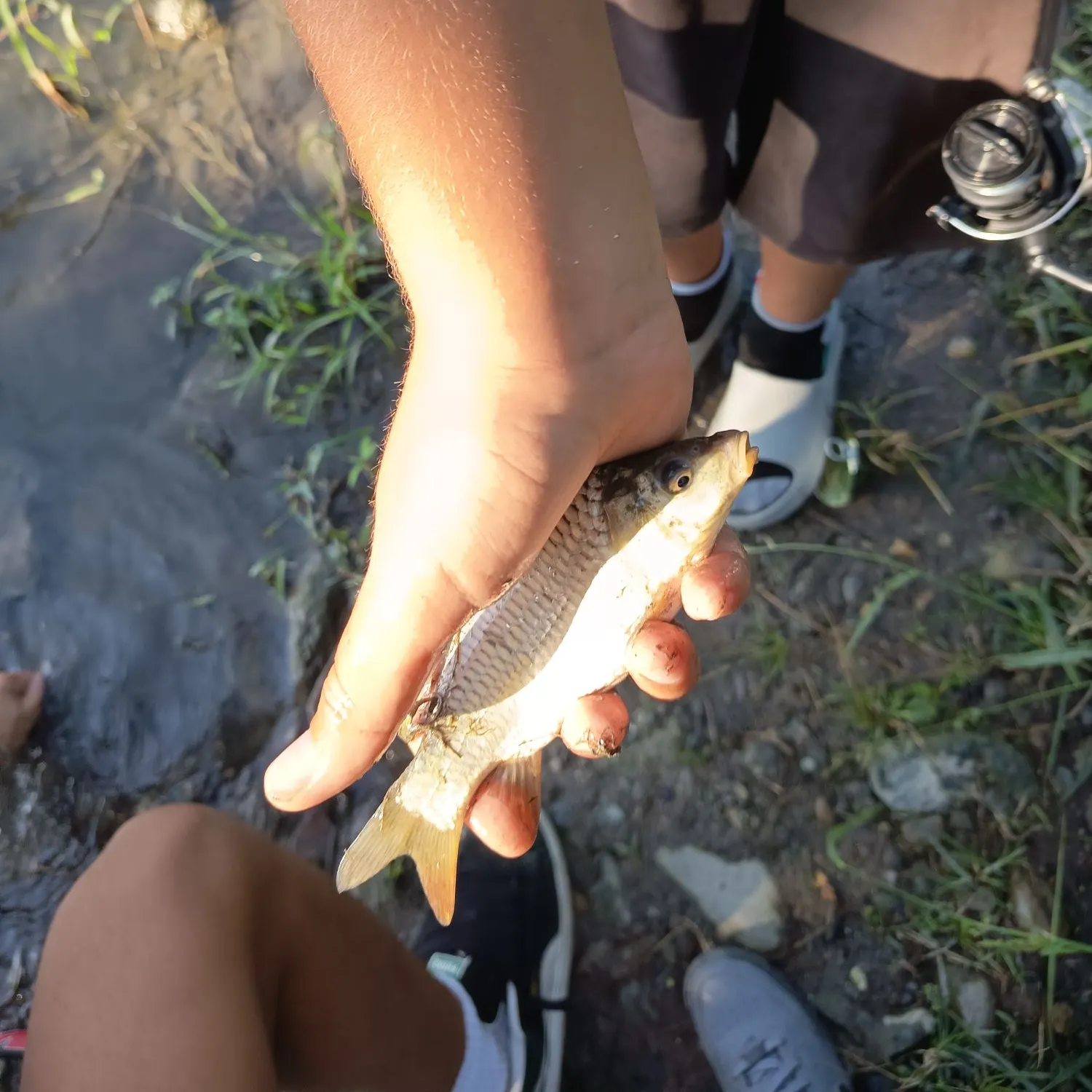 Common carp caught on Fishbrain