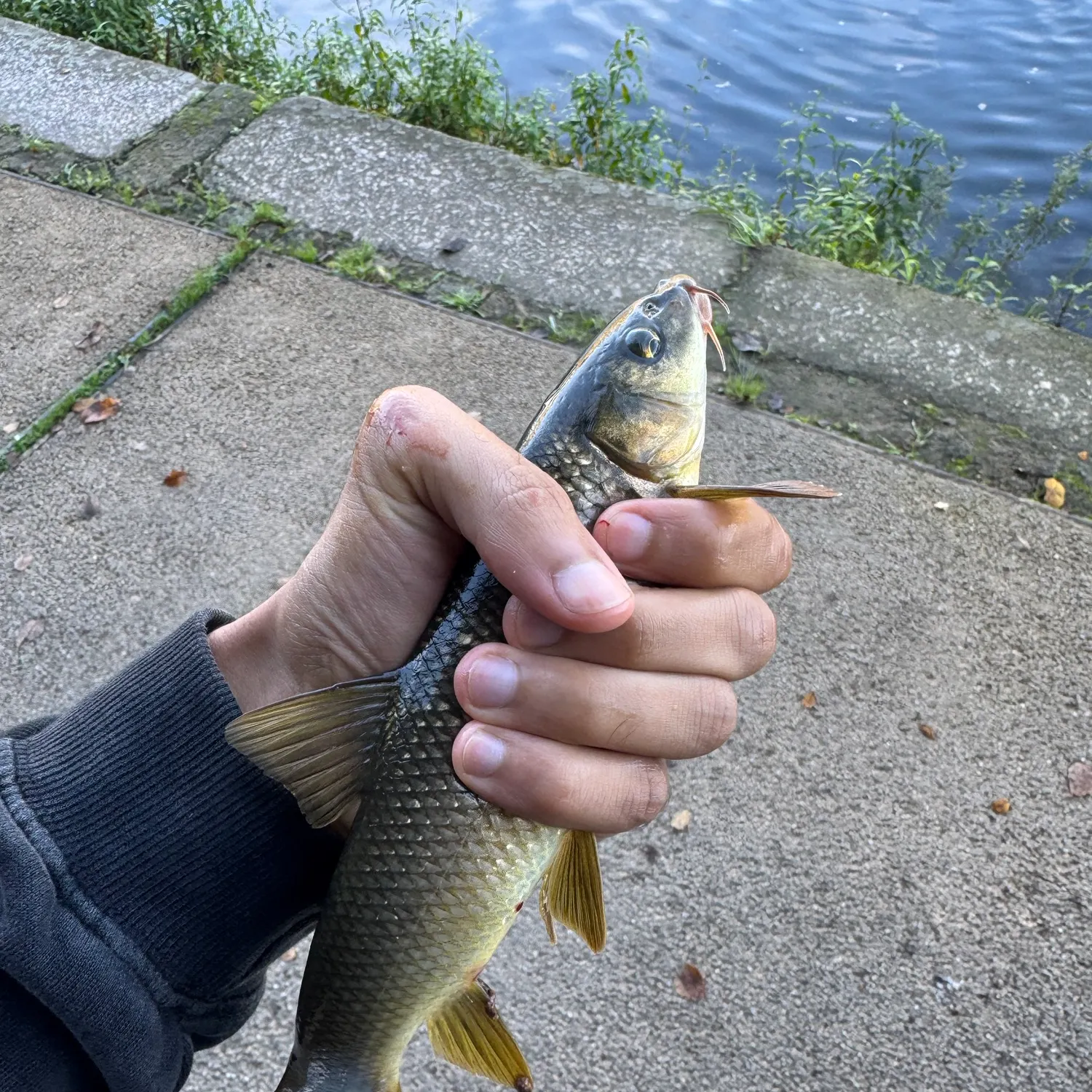 Common barbel caught on Fishbrain
