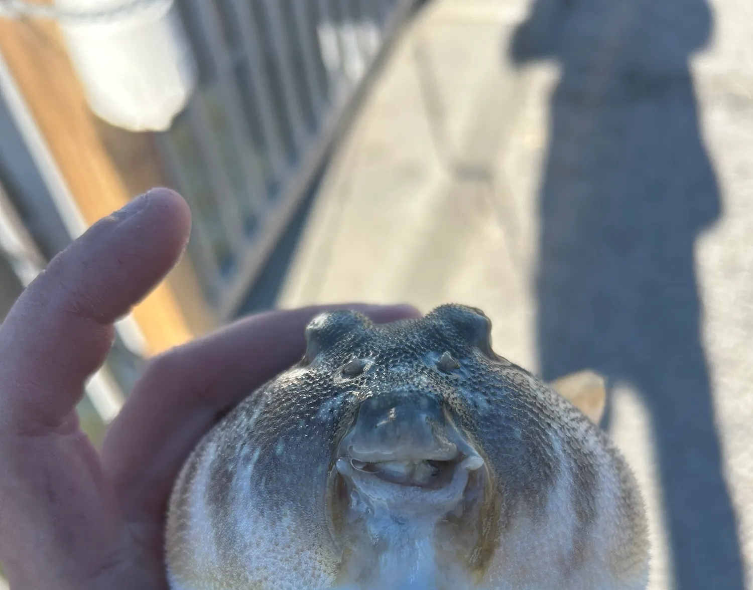 Northern puffer