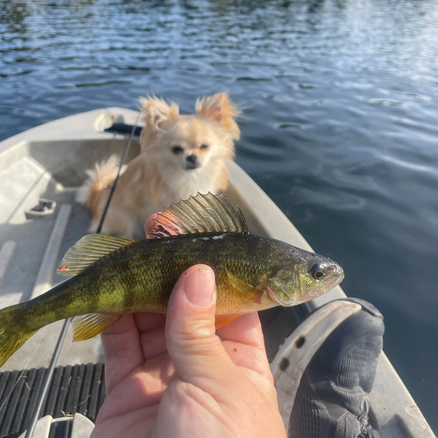 Yellow perch caught on Fishbrain