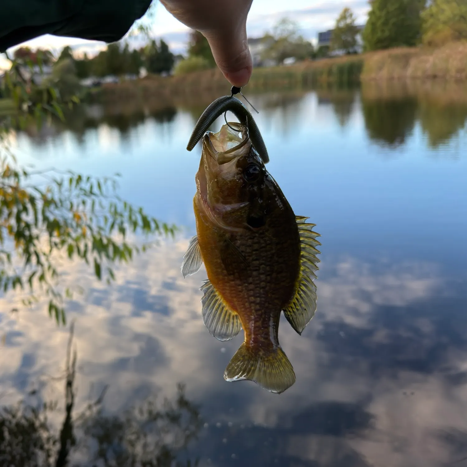Green sunfish caught on Fishbrain