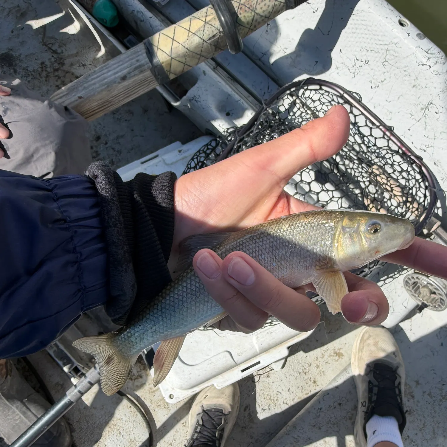 White sucker caught on Fishbrain