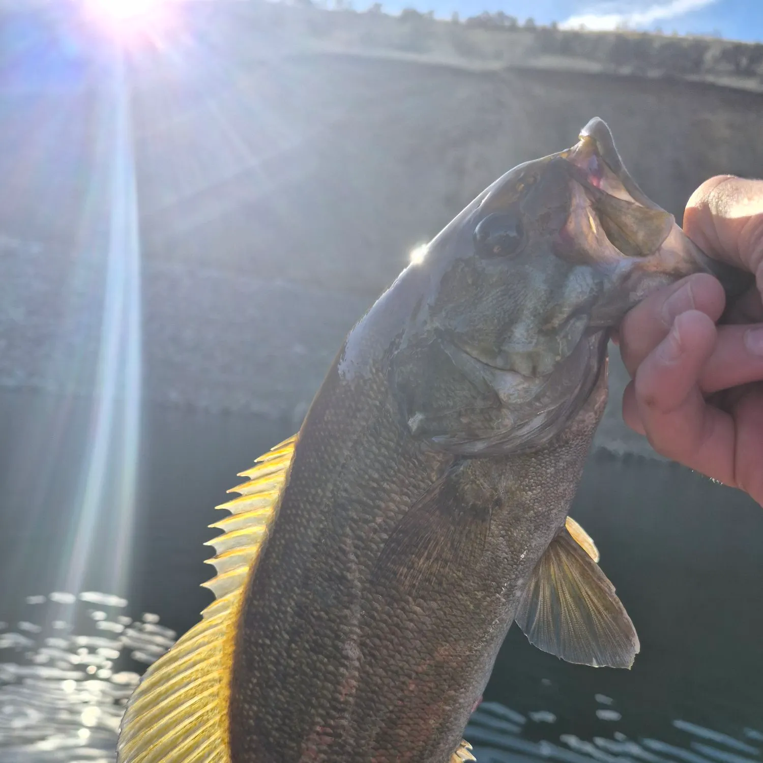 Smallmouth bass caught on Fishbrain