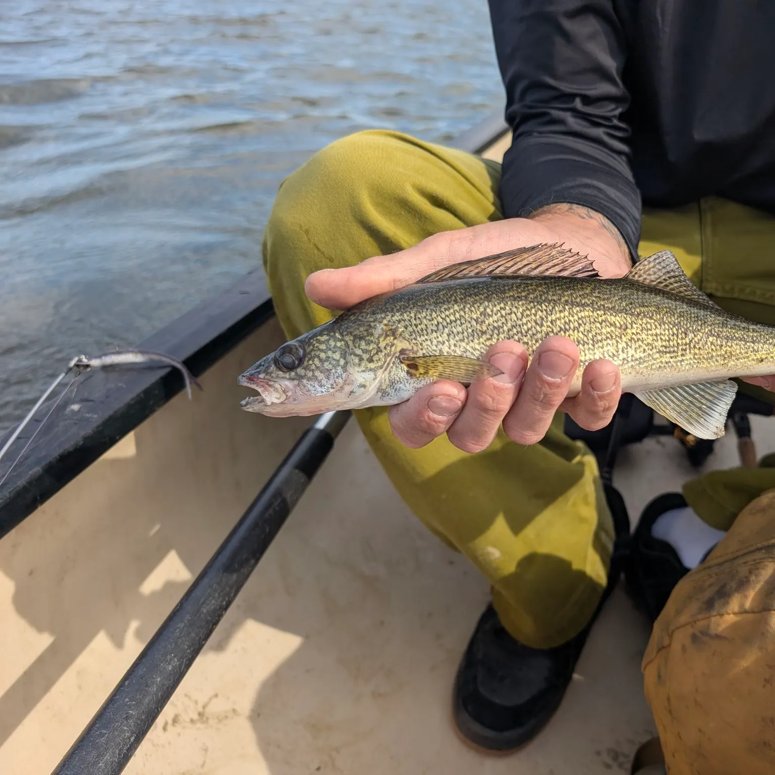 Walleye caught on Fishbrain
