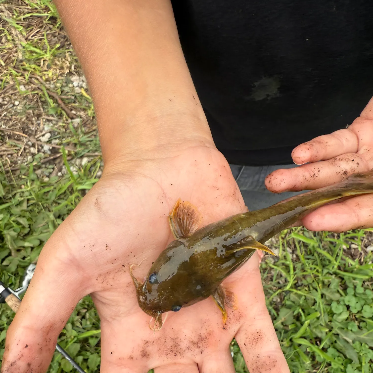 The most recent Stonecat catches on Fishbrain