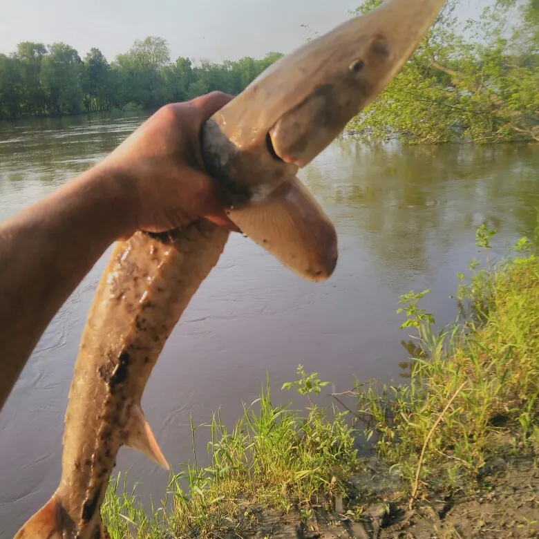 The most popular recent White sturgeon catch on Fishbrain