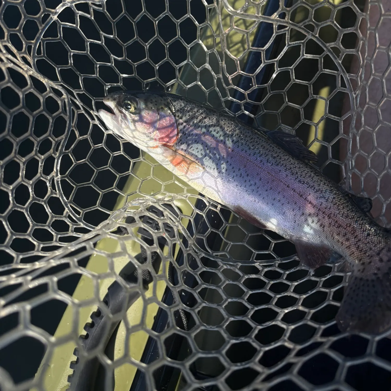 Rainbow trout caught on Fishbrain