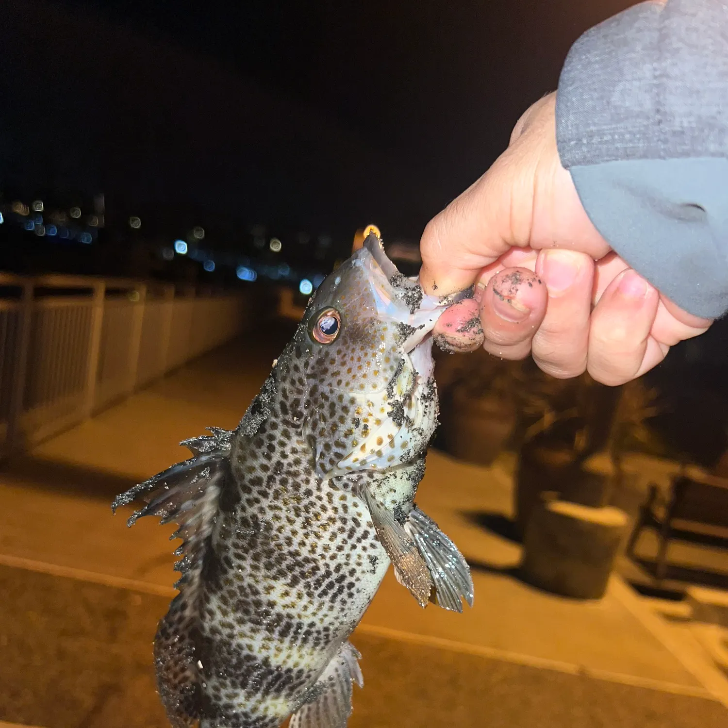 The most recent Spotted sand bass catches on Fishbrain