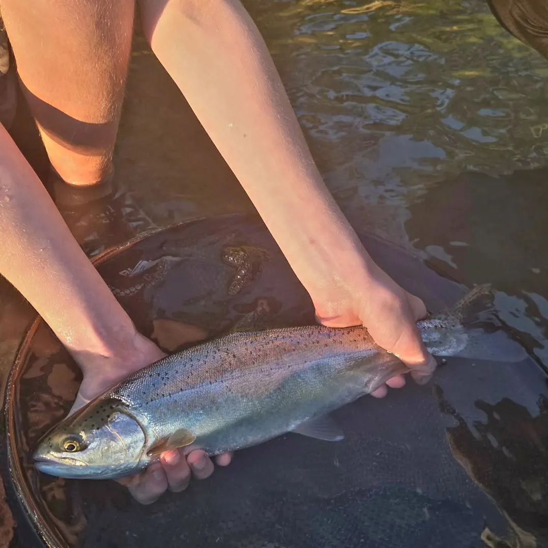 Rainbow trout caught on Fishbrain