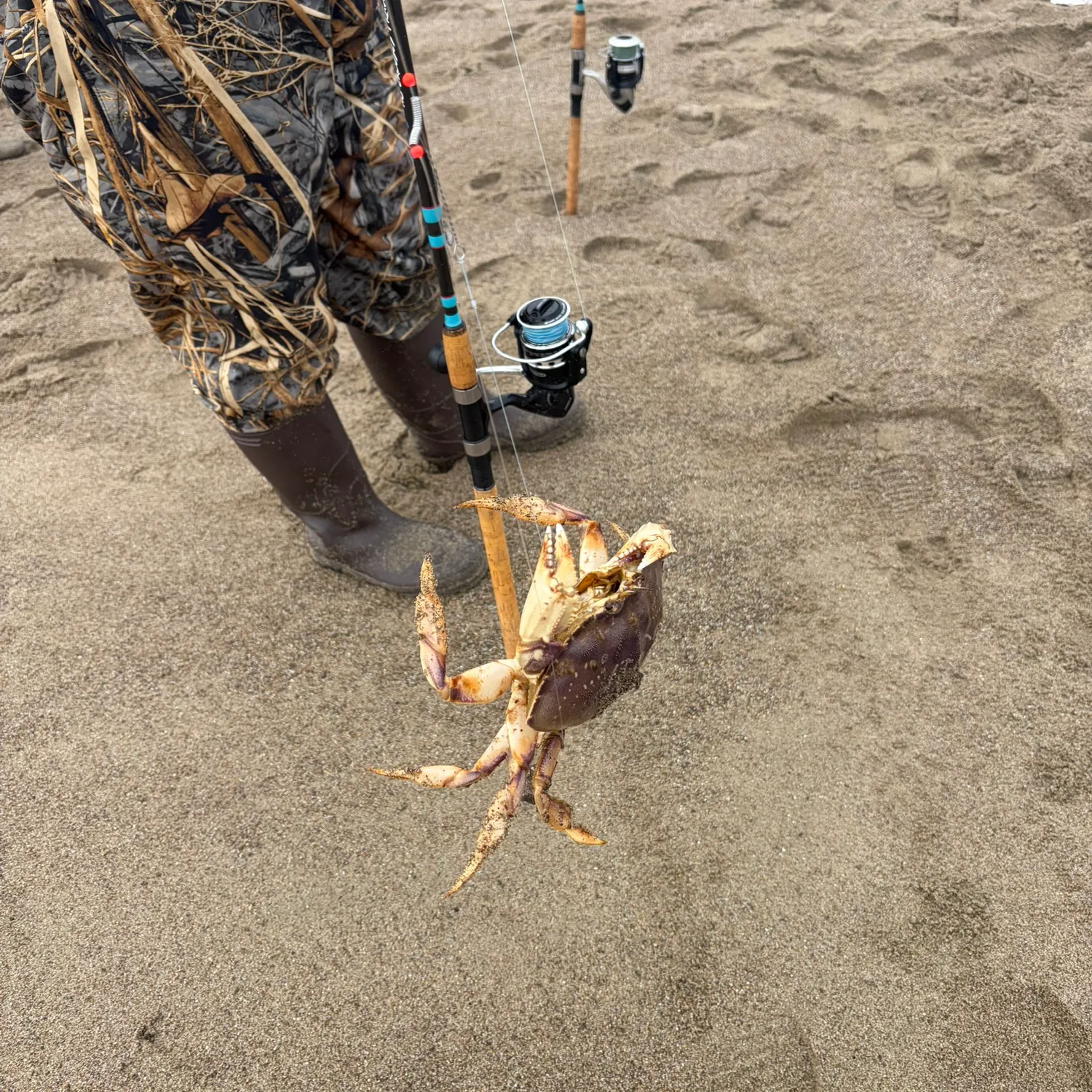 The most recent Dungeness crab catches on Fishbrain