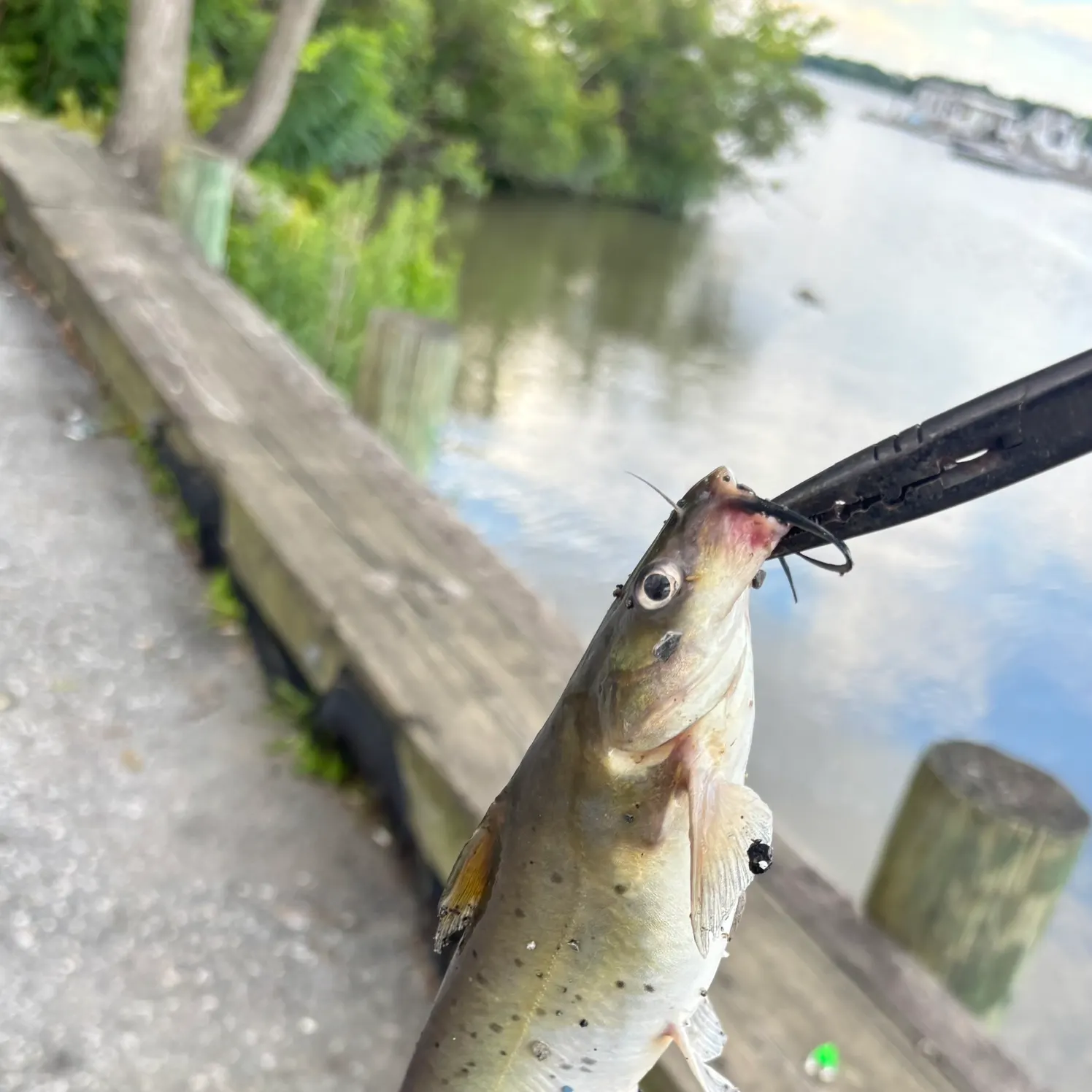 catch