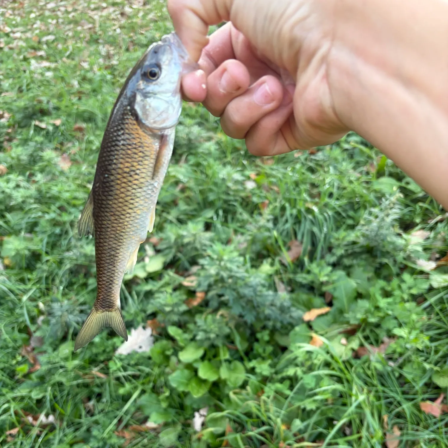 Fallfish caught on Fishbrain