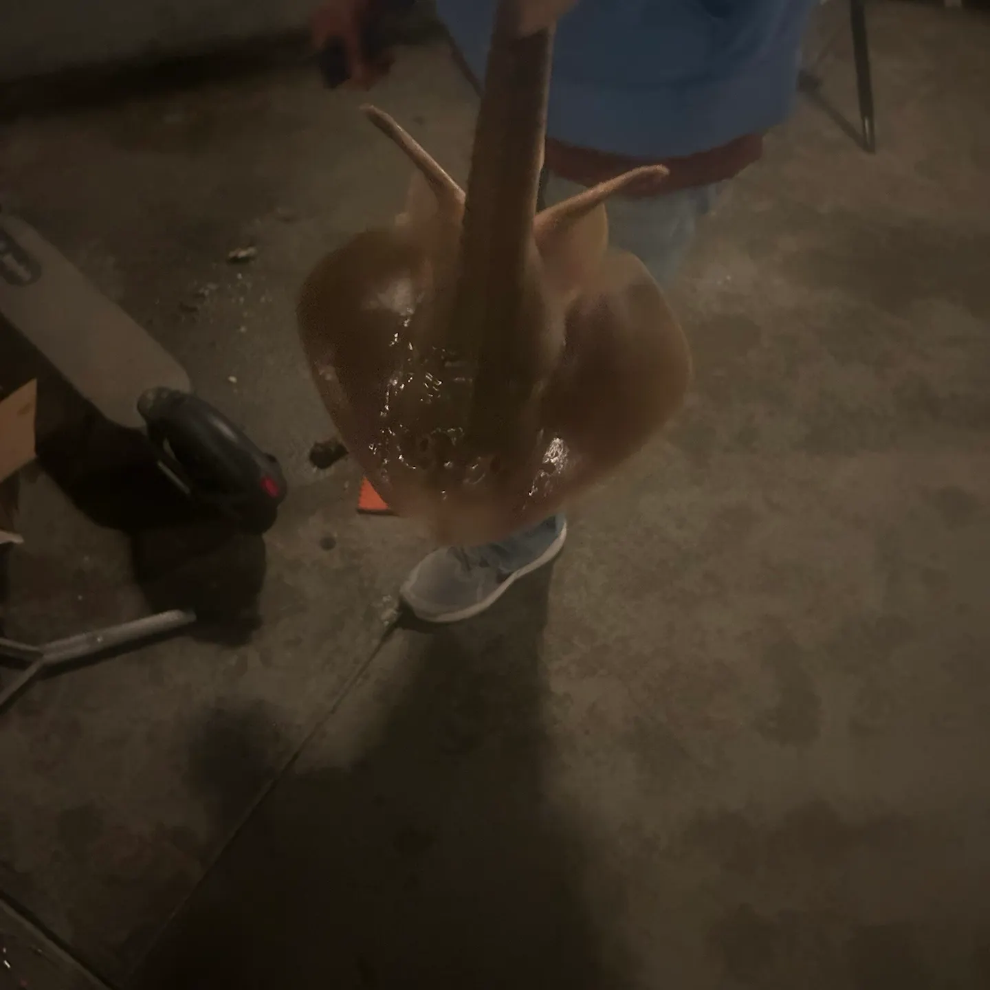 Pacific shovelnose guitarfish caught on Fishbrain