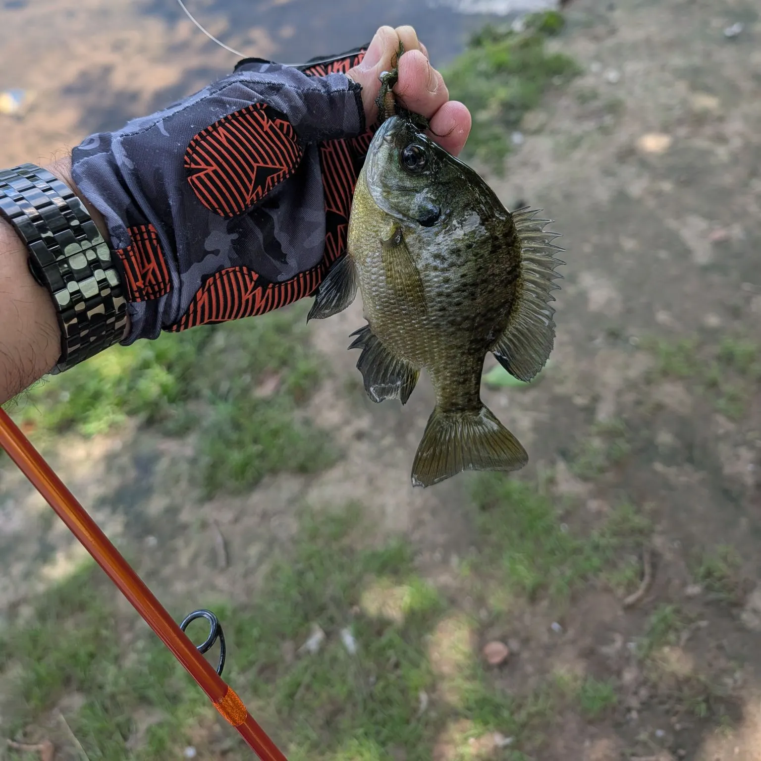 Bluegill caught on Fishbrain