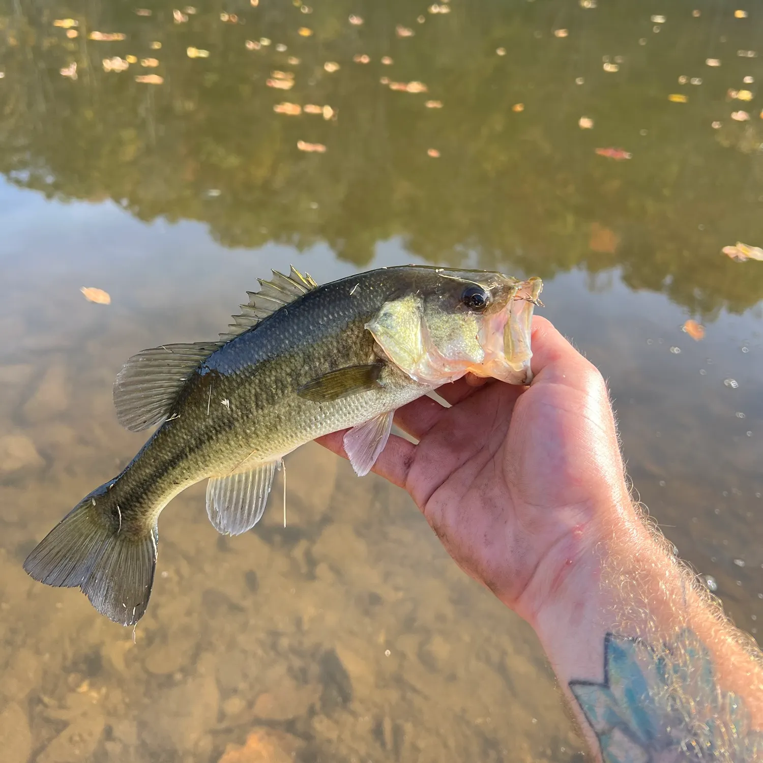 Largemouth bass caught on Fishbrain