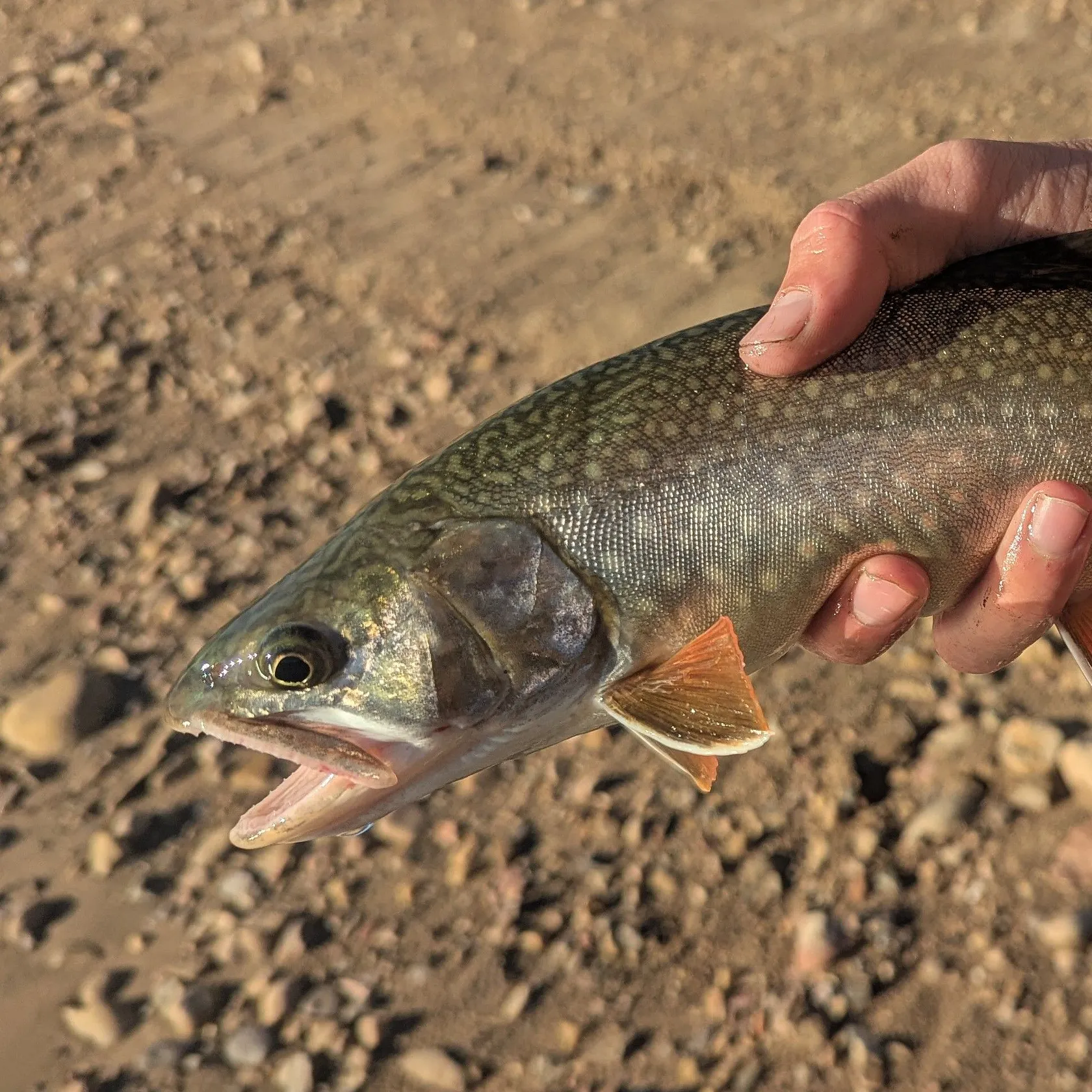 The most recent Splake catches on Fishbrain