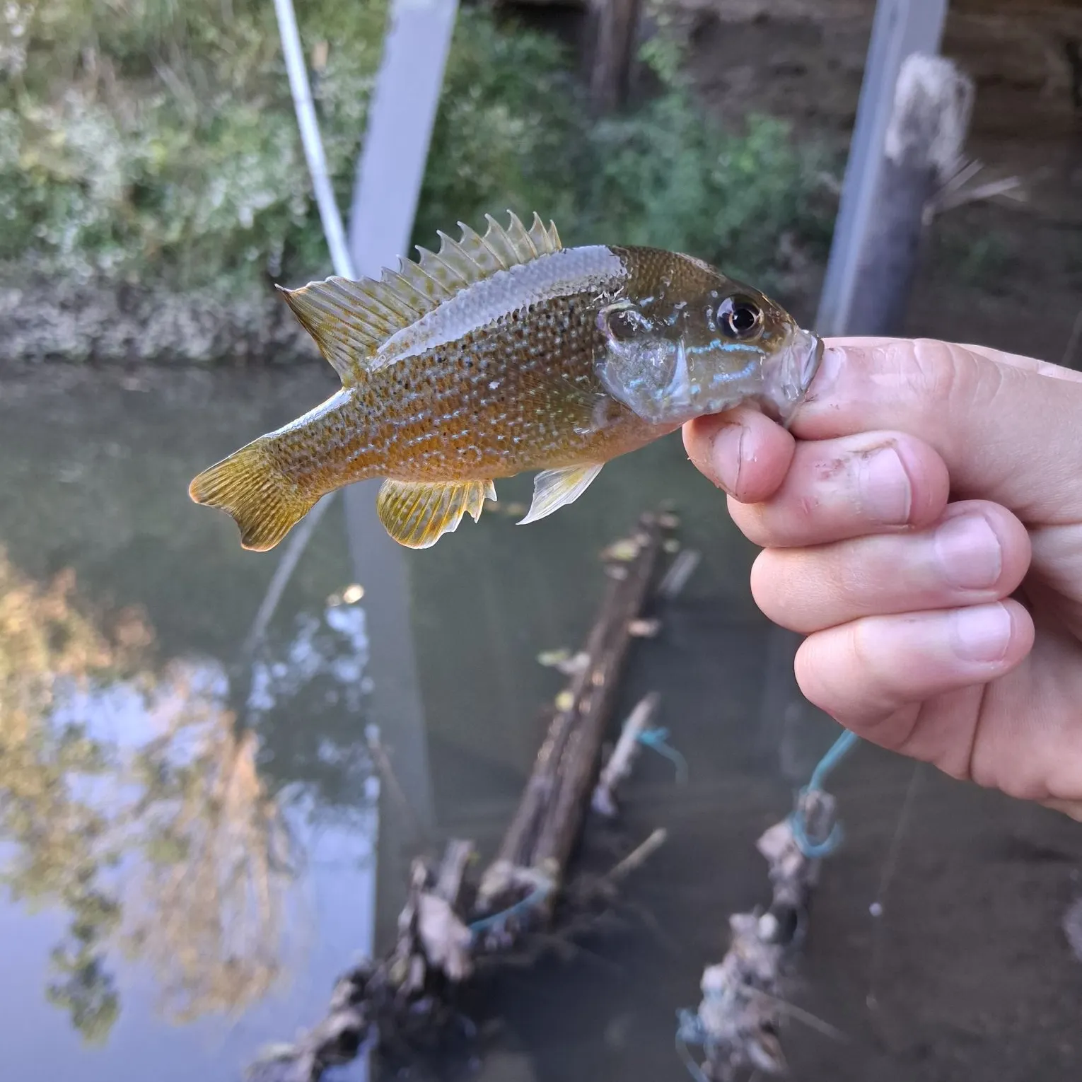 Green sunfish caught on Fishbrain
