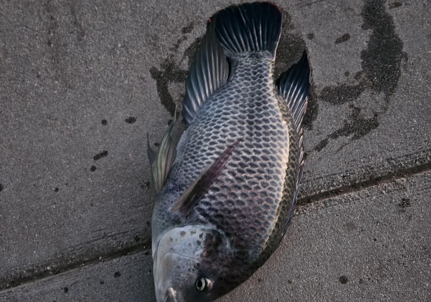 Blue tilapia