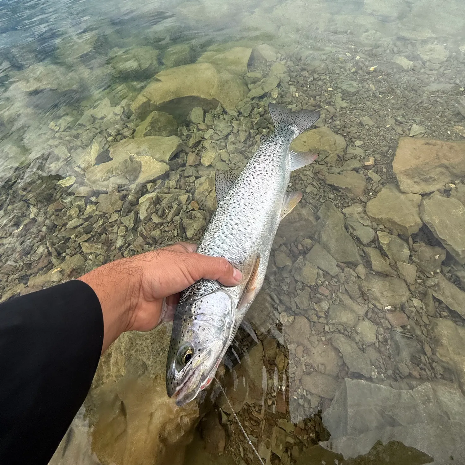 Fish caught on Fishbrain