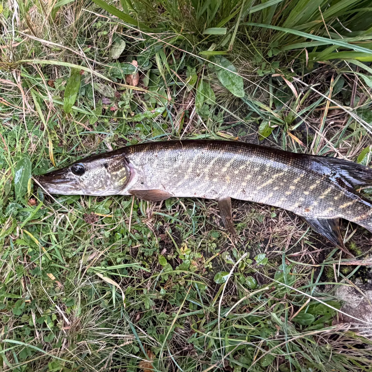 Northern pike caught on Fishbrain