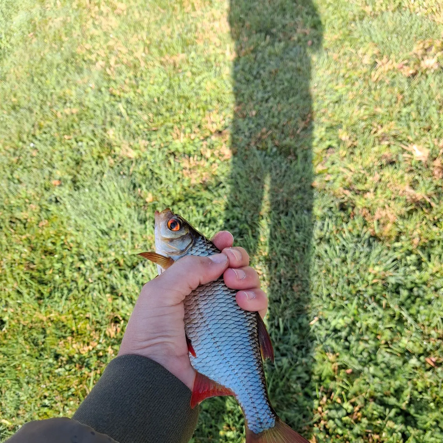 Fish caught on Fishbrain
