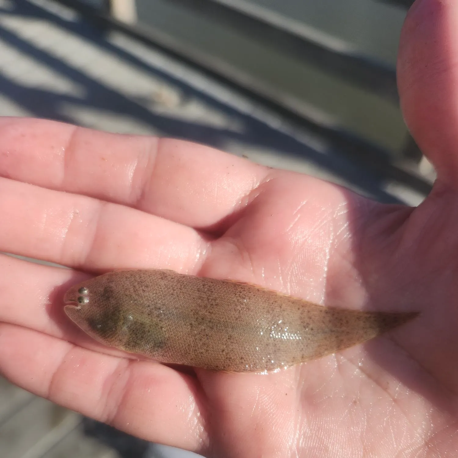 The most recent Blackcheek tonguefish catches on Fishbrain