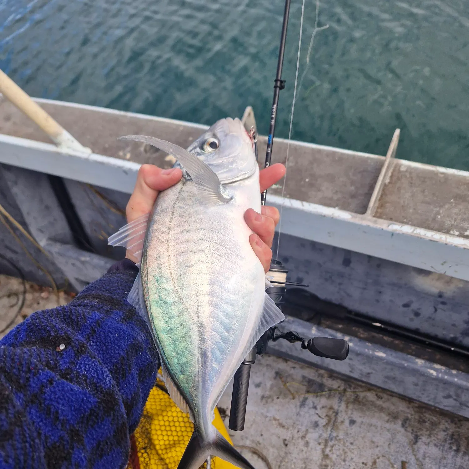 Silver trevally caught on Fishbrain