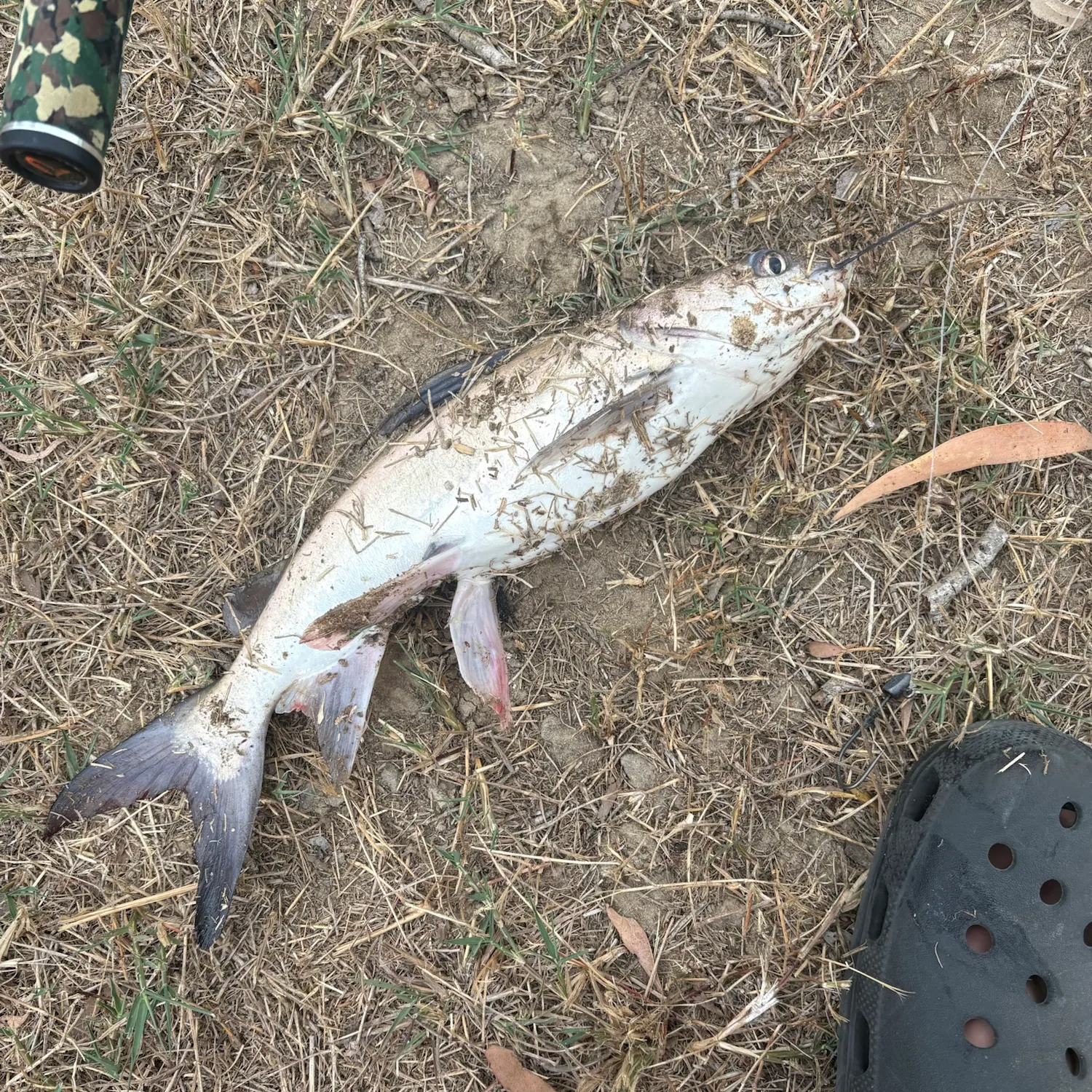 The most recent King threadfin catches on Fishbrain