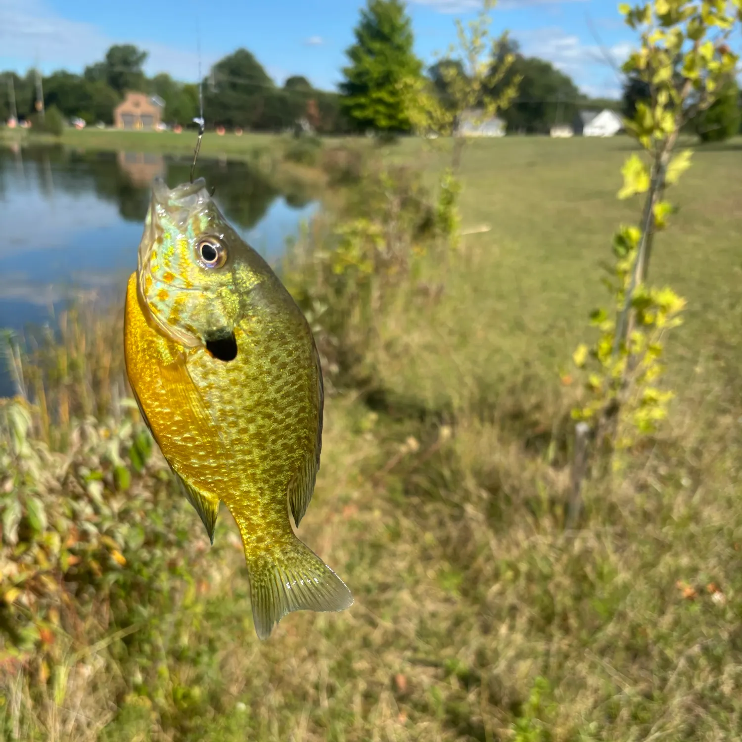 Bluegill caught on Fishbrain