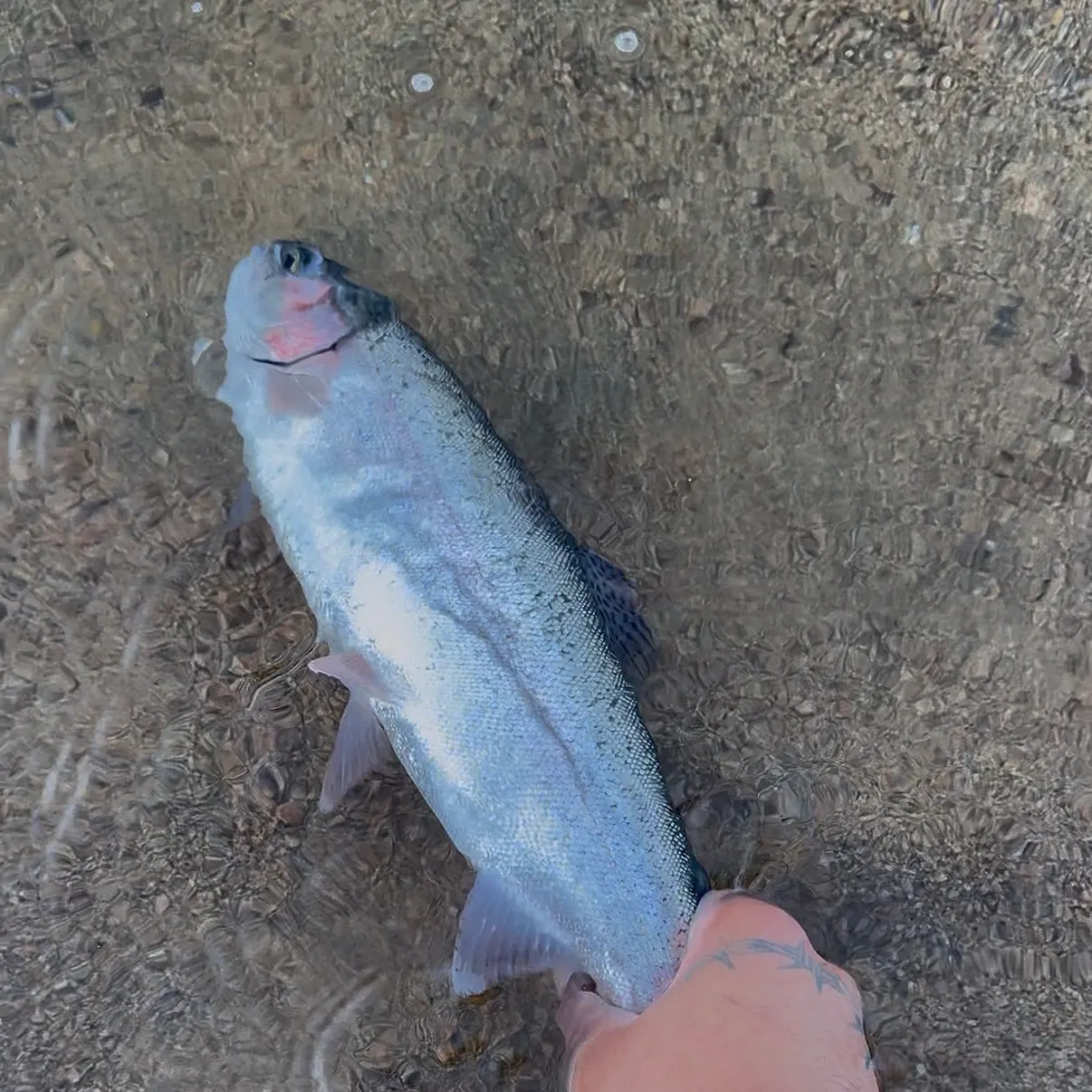 Rainbow trout caught on Fishbrain