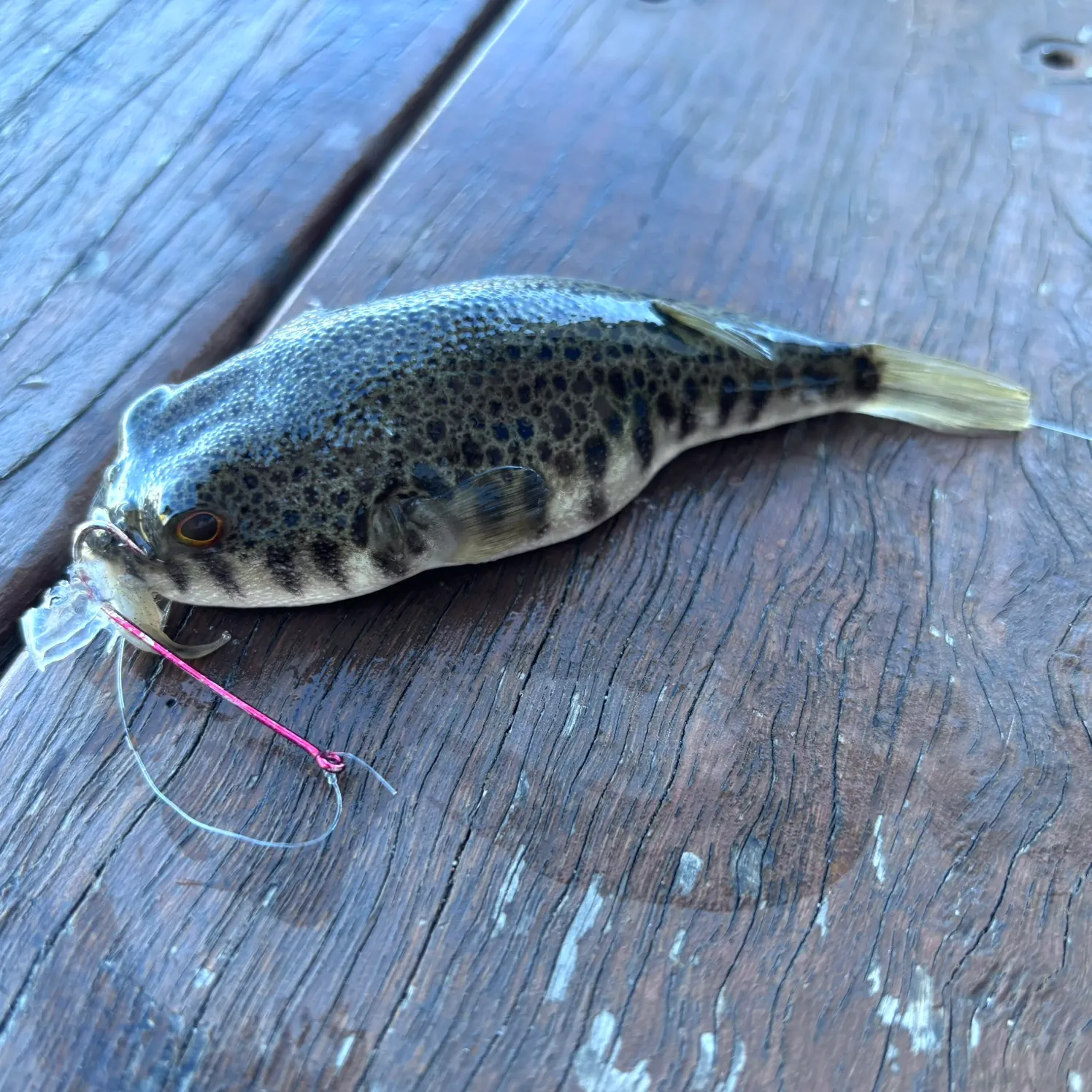 The most recent Smooth toadfish catches on Fishbrain