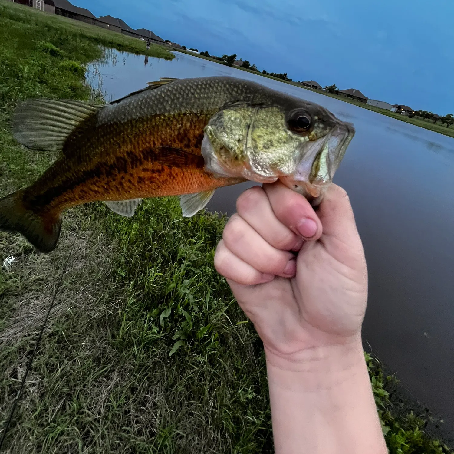Fish caught on Fishbrain
