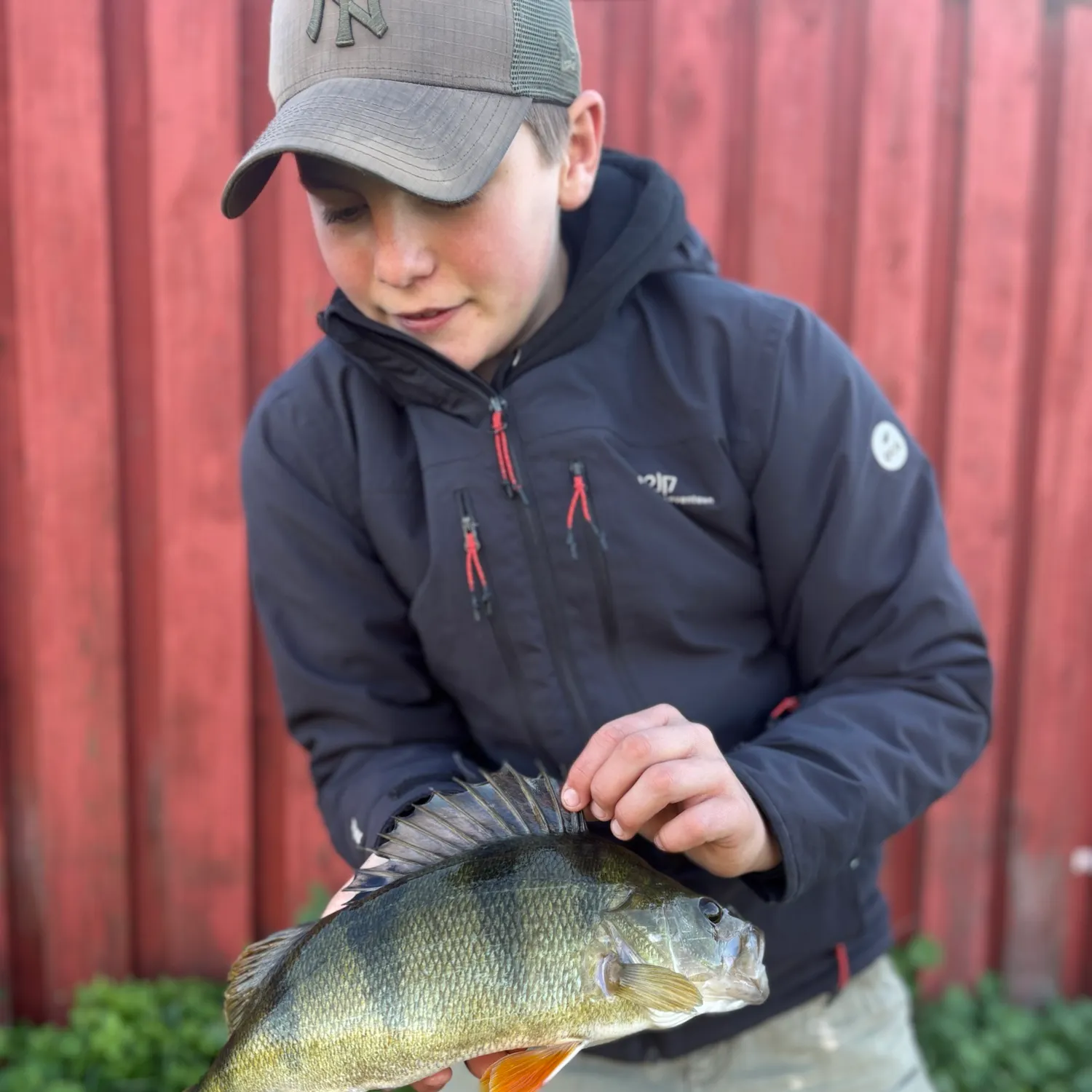 European perch caught on Fishbrain