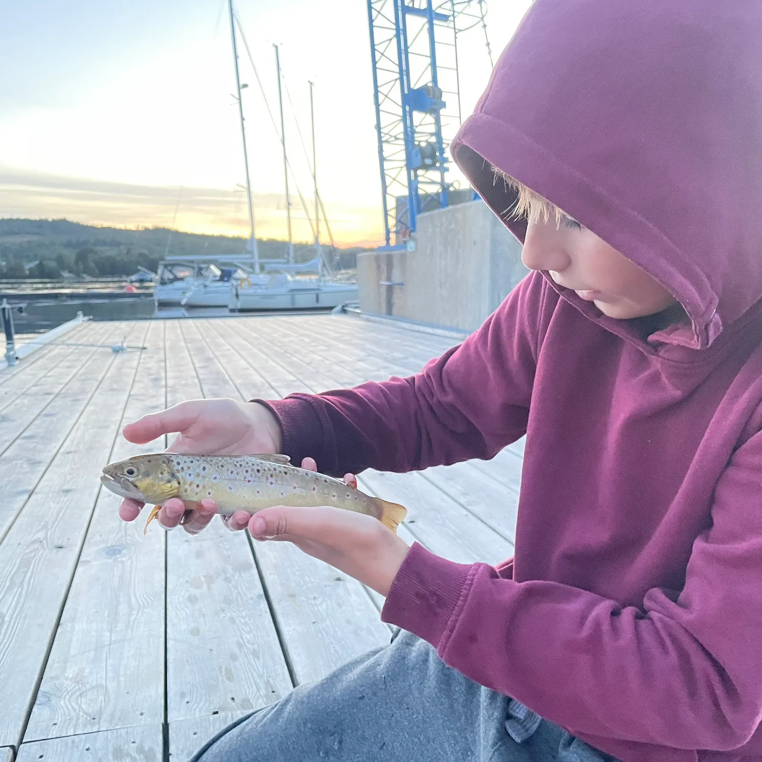 Cutthroat trout caught on Fishbrain