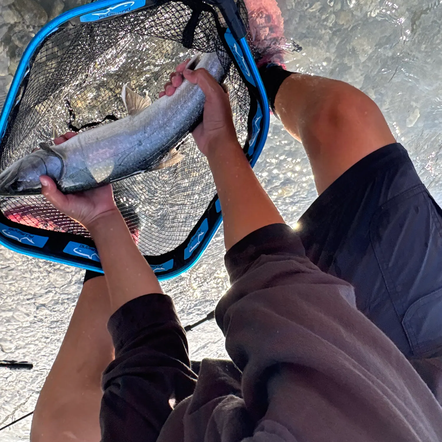 The most recent Bull trout catches on Fishbrain