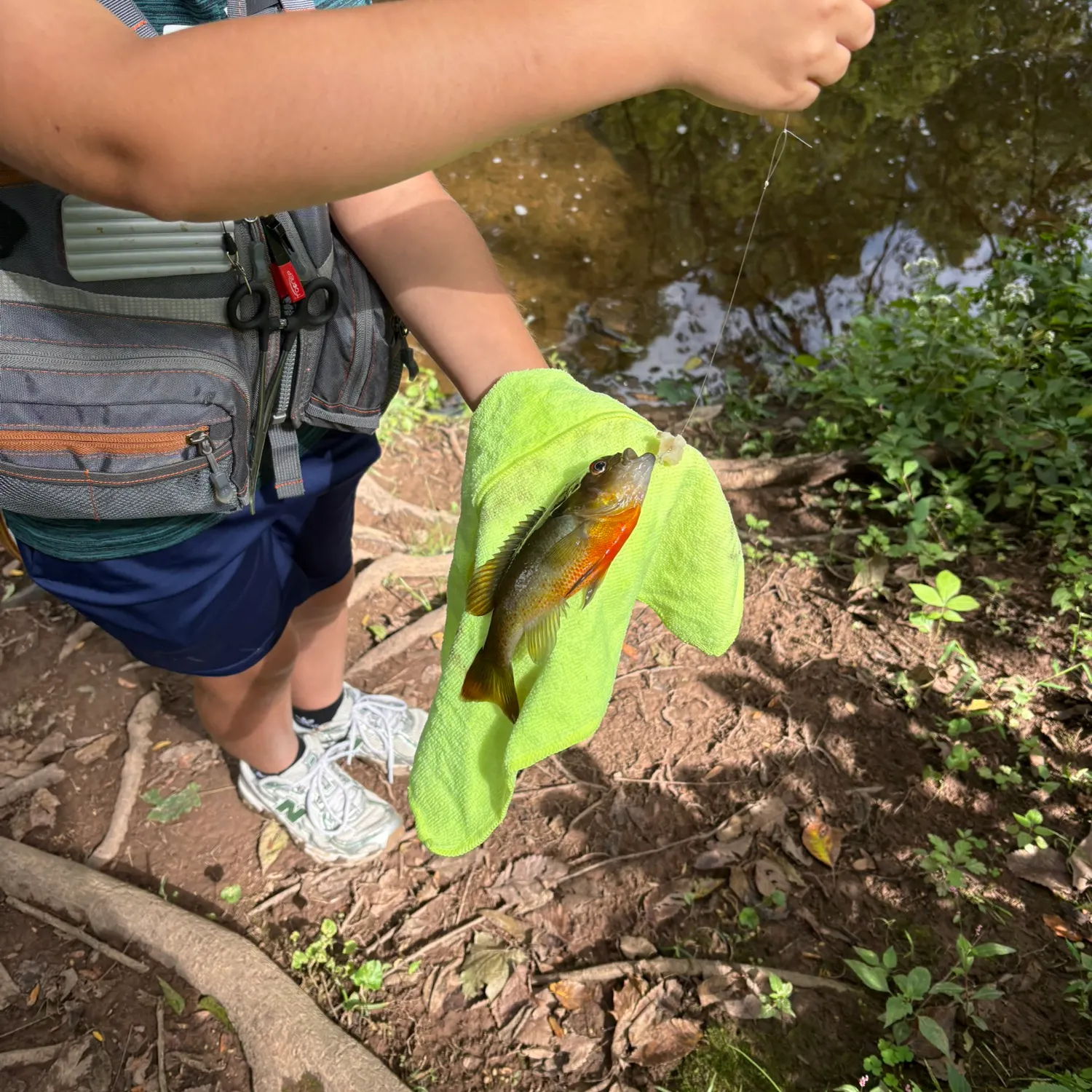 Bluegill caught on Fishbrain