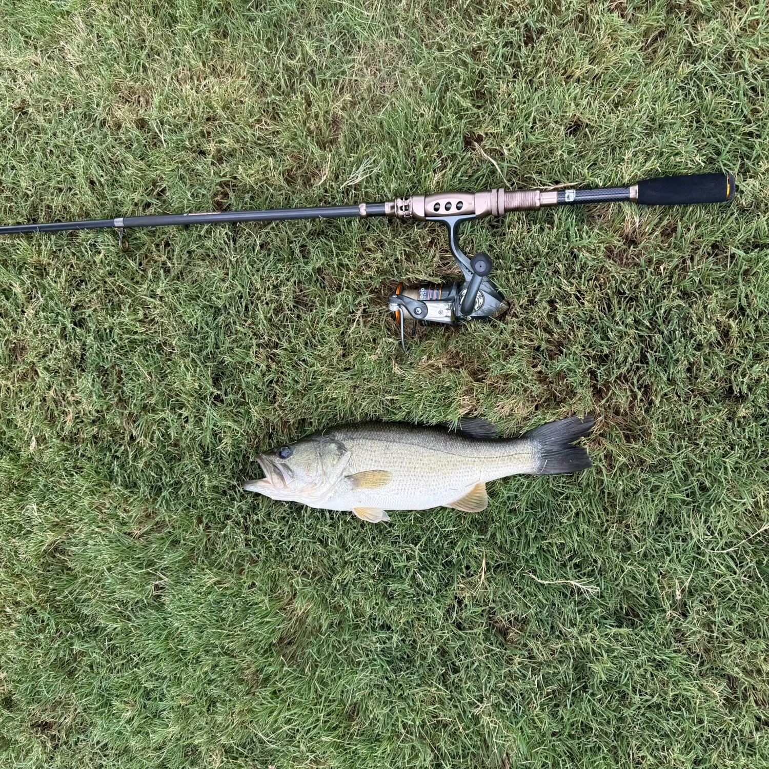 Largemouth bass caught on Fishbrain