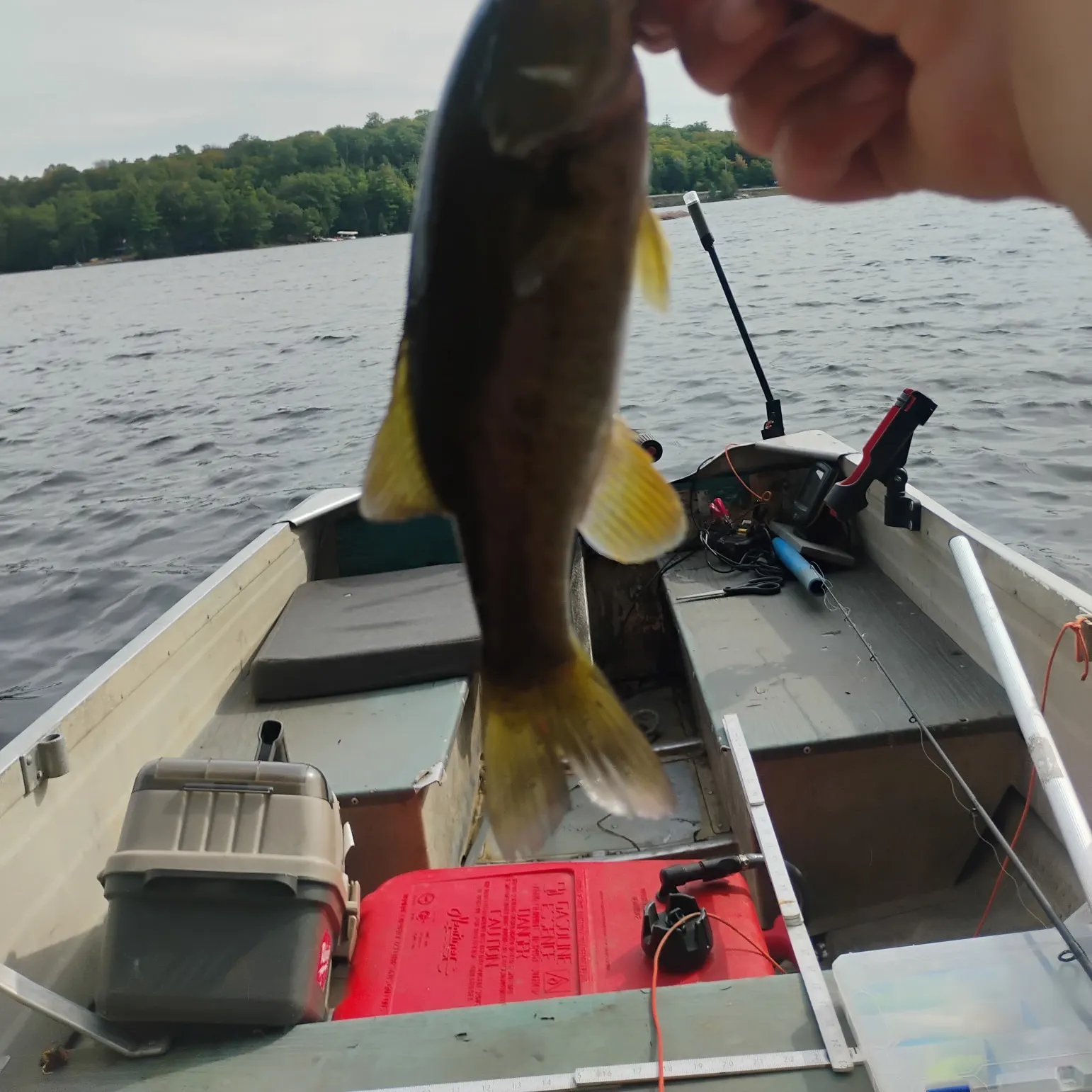 Smallmouth bass caught on Fishbrain