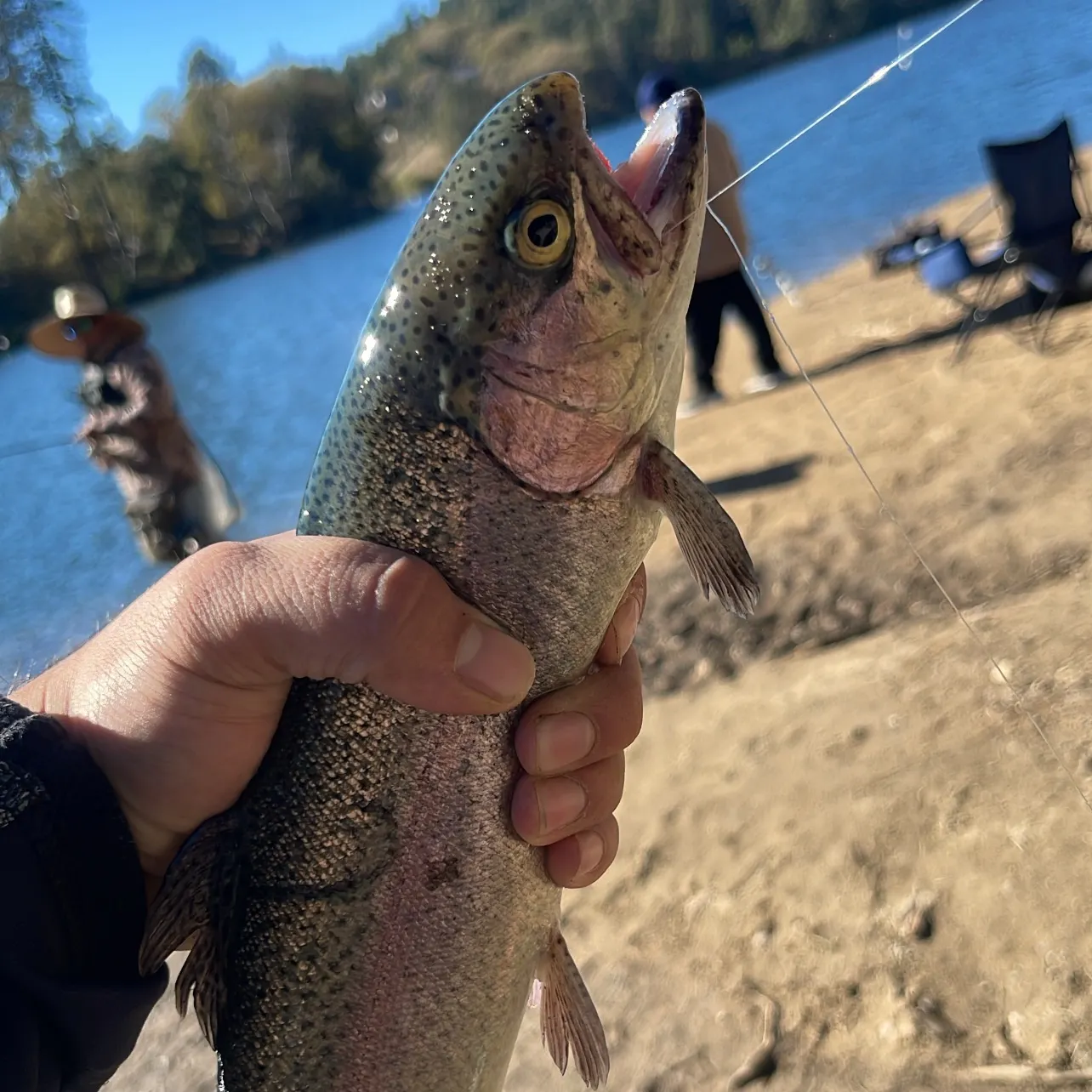 Rainbow trout caught on Fishbrain