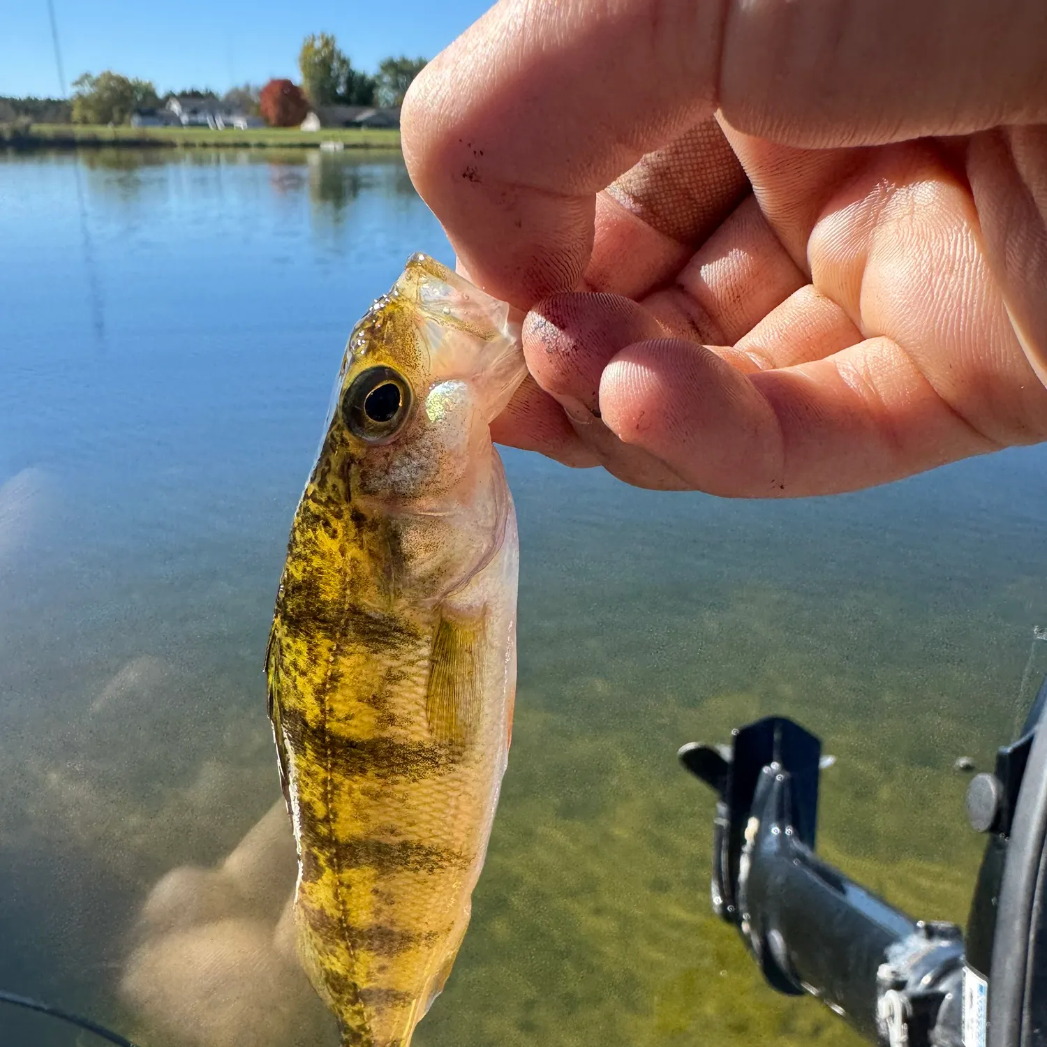 Yellow perch caught on Fishbrain